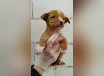 Dario, bringt Spaß, Chaos & ganz viel Liebe