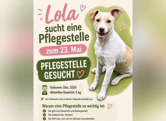 Lola - kleine Lachmaus  sucht ihr großes Glück