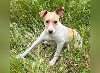 Lola - kleine Lachmaus  sucht ihr großes Glück