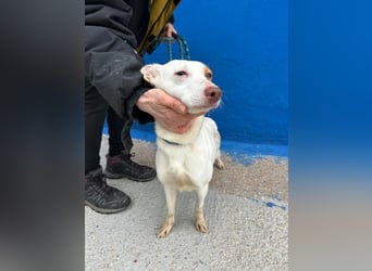 Luni – Ein zartes Podencoherz sucht endlich Sicherheit und Liebe