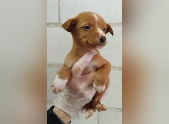 Dario, klein wild frech und wunderbar