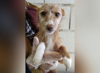 Ada, kleine neugierige Welpenpfötchen suchen ein Heim