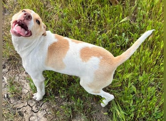 Lola - kleine Lachmaus  sucht ihr großes Glück