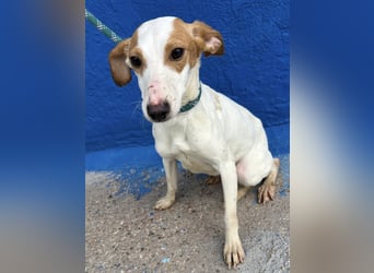 Ria, eine kleine zarte Podenca