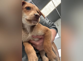 Ein verspieltes Herz auf der Suche: Bimba wartet auf ihre Familie!