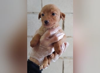 Ada, kleine neugierige Welpenpfötchen suchen ein Heim