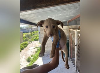 Puma, neugieriger Welpenbube ist bereit die Welt zu entdecken