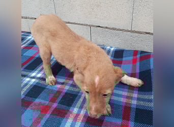 Bianca, kleines Mädchen sucht ihr Glück