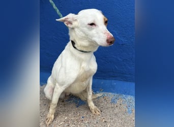 Luni – Ein zartes Podencoherz sucht endlich Sicherheit und Liebe