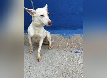 Luni – Ein zartes Podencoherz sucht endlich Sicherheit und Liebe