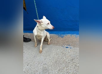 Luni – Ein zartes Podencoherz sucht endlich Sicherheit und Liebe