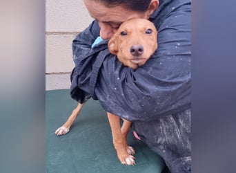 Tibs, sucht ein warmes Körbchen über den Winter