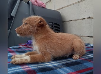 Carlos, bringt gute Laune ins neue Heim