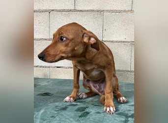 Tibs, sucht ein warmes Körbchen über den Winter