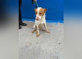 Baloo, wünscht sich ein sicheres Zuhause