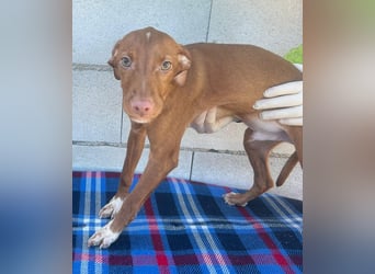 Dolce , Junger Entdecker sucht sein Für-immer-Zuhause