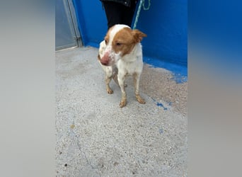 Baloo, wünscht sich ein sicheres Zuhause