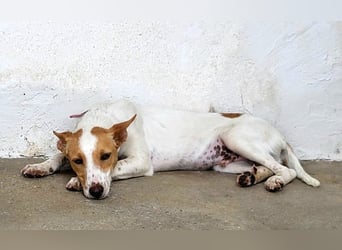 Suki, wartet auf sein großes Glück