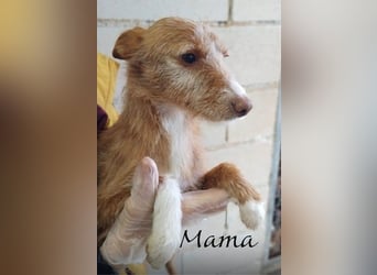 Bianca, verspielt und menschenbezogen