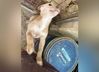 Puma, neugieriger Welpenbube ist bereit die Welt zu entdecken