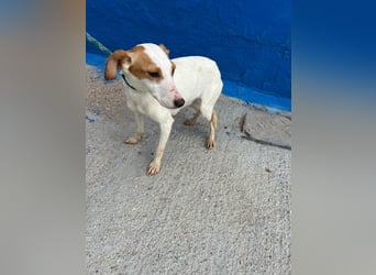 Ria, eine kleine zarte Podenca