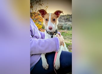 Casillas, ein freundlicher sozialer Junghund