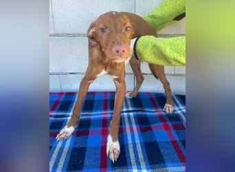 Dolce , Junger Entdecker sucht sein Für-immer-Zuhause