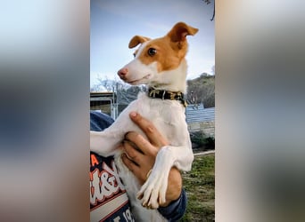 Casillas, ein freundlicher sozialer Junghund