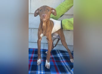 Dolce , Junger Entdecker sucht sein Für-immer-Zuhause