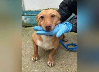 Hugo, auf kurzen Beinen und mit ganz großem Charme