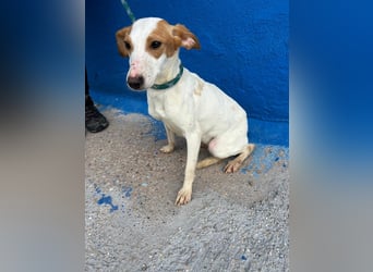 Ria, eine kleine zarte Podenca