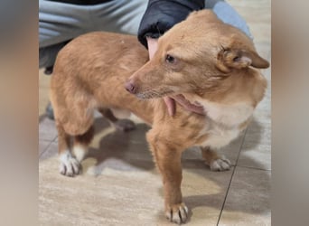 Hugo, auf kurzen Beinen und mit ganz großem Charme