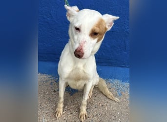 Luni – Ein zartes Podencoherz sucht endlich Sicherheit und Liebe