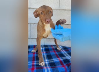 Gabbana - kleine weiße Pfötchen auf dem Weg ins große Glück