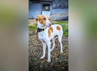 Casillas, verschmust und absolut liebenswert