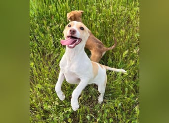 Lola - kleine Lachmaus  sucht ihr großes Glück