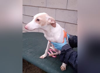 Matias, ein zarter Podi Bube