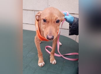 Tibs, sucht ein warmes Körbchen über den Winter