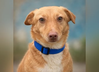 Hugo – Der Podenco auf kurzen Beinen und mit ganz großem Charme!