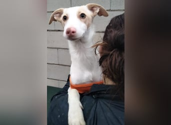 Matias, ein zarter Podi Bube