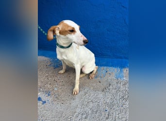 Ria, eine kleine zarte Podenca