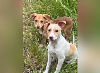 Lola - kleine Lachmaus  sucht ihr großes Glück