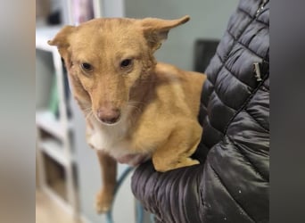 Hugo – Der Podenco auf kurzen Beinen und mit ganz großem Charme!