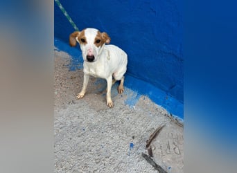 Ria, eine kleine zarte Podenca