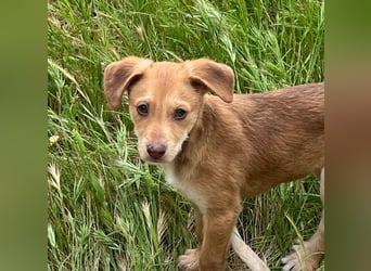 Ein verspieltes Herz auf der Suche: Bimba wartet auf ihre Familie!