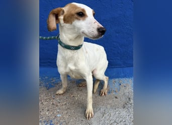 Ria, eine kleine zarte Podenca