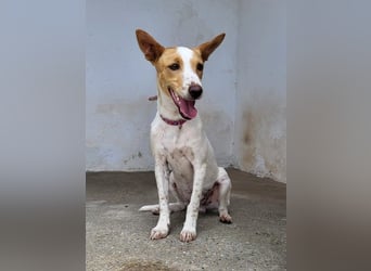 Suki, wartet auf sein großes Glück