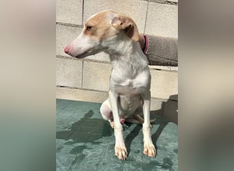 Matias, ein zarter Podi Bube