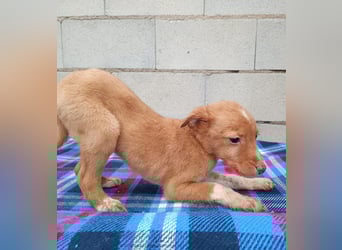 Bianca, kleines Mädchen sucht ihr Glück