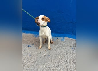 Ria, eine kleine zarte Podenca